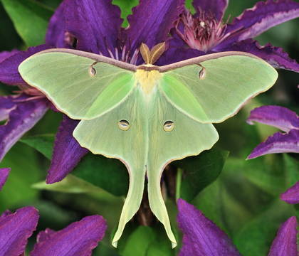 The Luna Moth